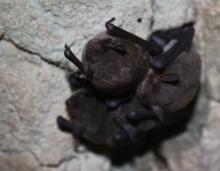 Photo of four gray myotises clinging to a cave ceiling.