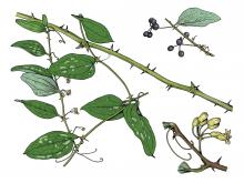 Illustration of greenbrier leaves, flowers, fruits