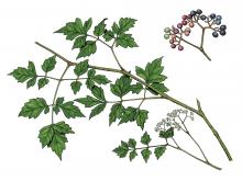 Illustration of peppervine leaves, flowers, fruit