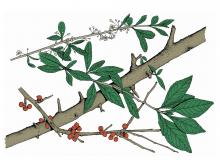 Illustration of possum haw leaves, flowers, fruits.