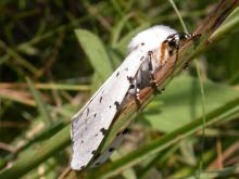 Adult salt marsh moth resting on a vertical plant stem