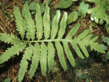 Photo of a sensitive fern, vegetative leaf