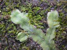 Snakeskin liverwort growing on a rock