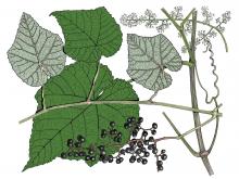 Illustration of winter grape leaves, flowers, fruit