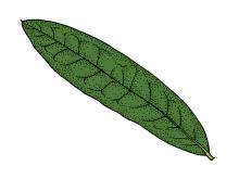 Illustration of willow oak leaf.