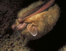 Photo of a tricolored bat hanging from a cave ceiling.