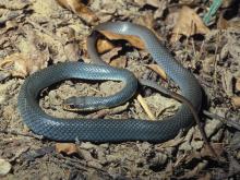 Photo of an eastern yellow-bellied racer.