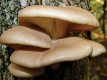 Photo of oyster mushrooms growing on a tree trunk