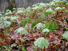 Photo of mayapple colony looking like numerous green umbrellas on forest floor