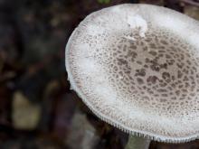 Photo of onusta amanita mushroom closeup on cap showing gray-tan scalelike warts