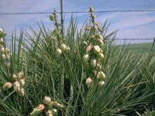 Photo of soapweed, a type of yucca