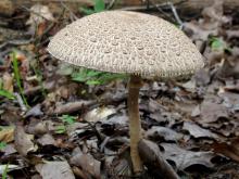 Photo of a parasol mushroom.