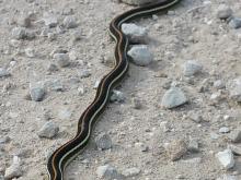Black snake with orange and yellow stripes crossing a gravel road. 