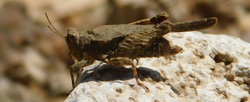 Female hooded grouse locust perched on a rock