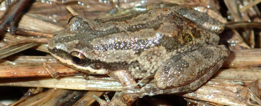 Cajun chorus frog resting on damp tan vegetation