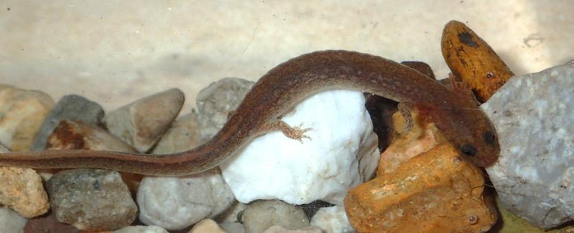 Oklahoma salamander, with external gills, resting among rocks in an aquarium