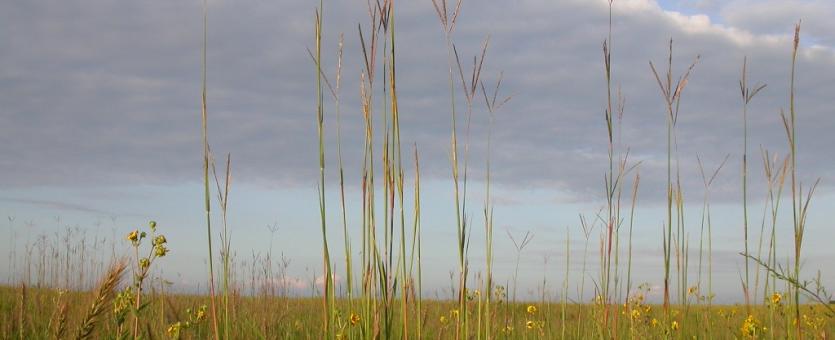 Photo of prairie showing big bluestem leaves and flowering stalks