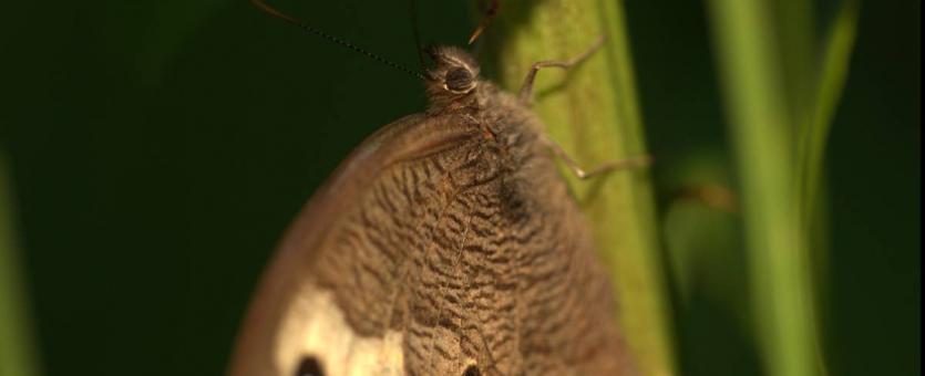 Photo of a common wood-nymph butterfly
