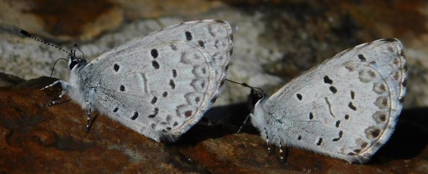 Two spring azure butterflies resting and drinking moisture from a wet rock