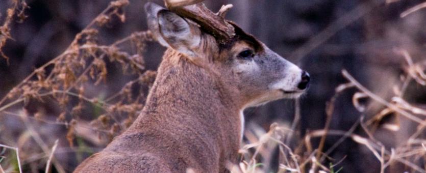 Photo of white tailed buck