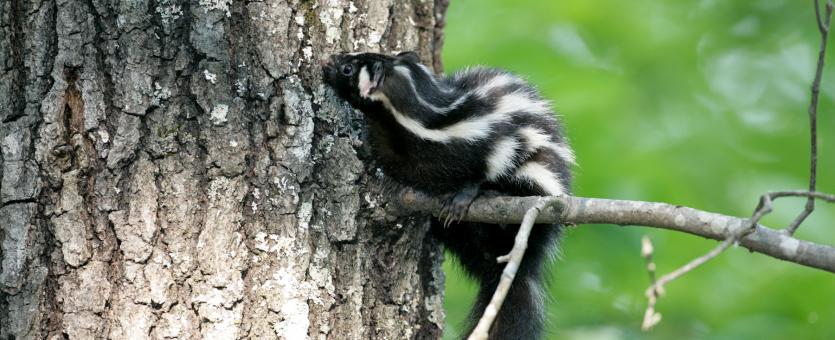 Image of a spotted skunk