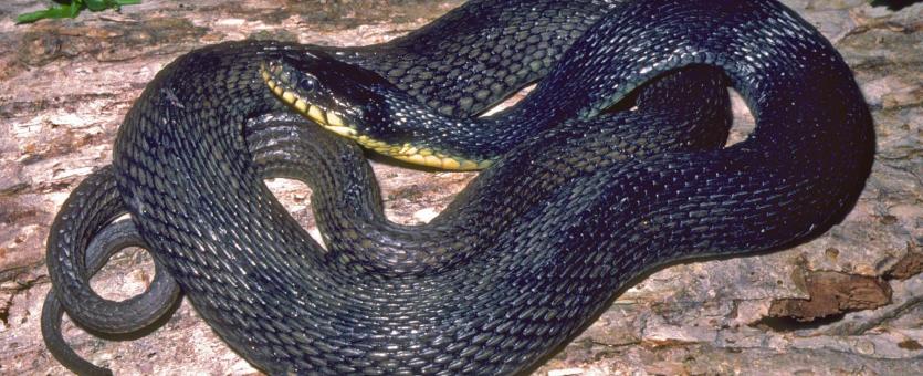 Image of a yellow-bellied watersnake