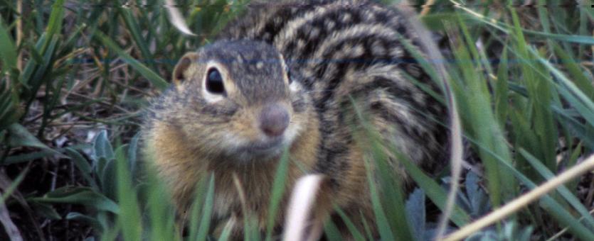 photo of a thirteen-lined ground squirrel