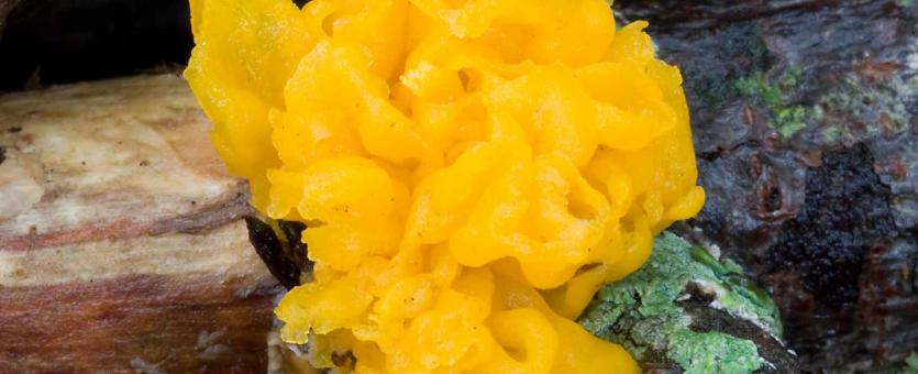 Photo of witches' butter, a yellow gelatinous bloblike fungus