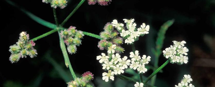 Photo of hedge parsley flower clusters