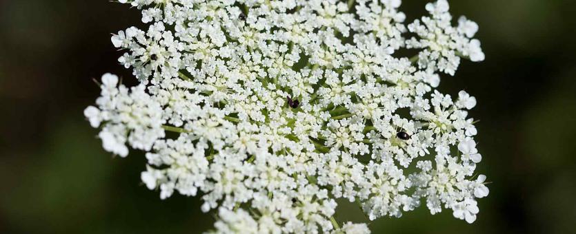 Photo of a Queen Anne's lace flower cluster, seen from the top
