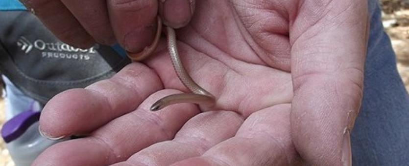 Photo of a flat-headed snake held in someone’s hands