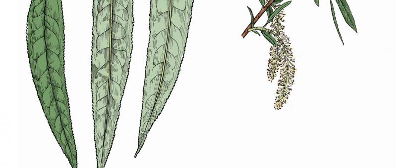 Illustration of black willow leaves and catkins.