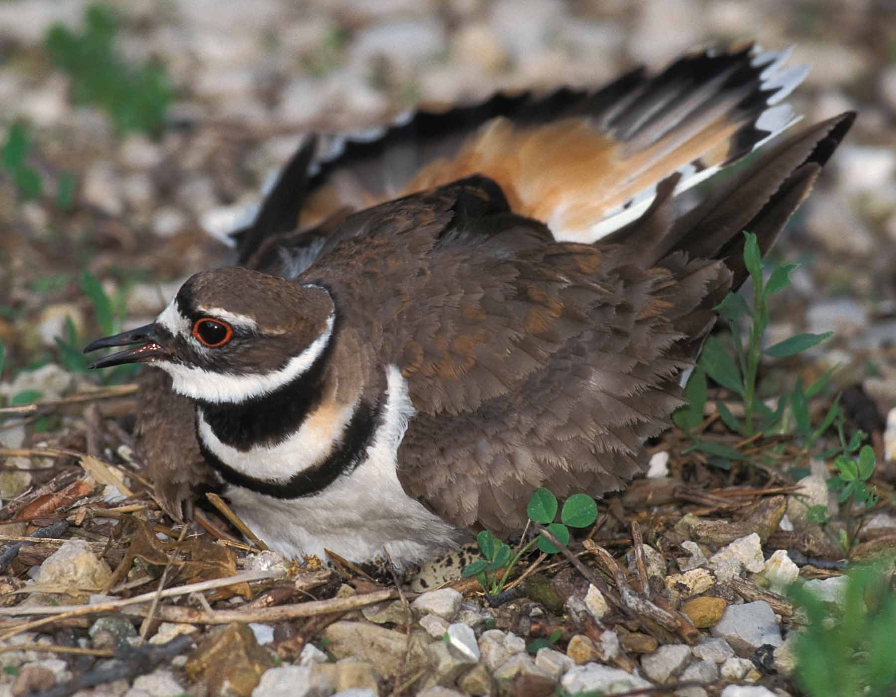 Photo of a killdeer on its nest, beginning distraction display.
