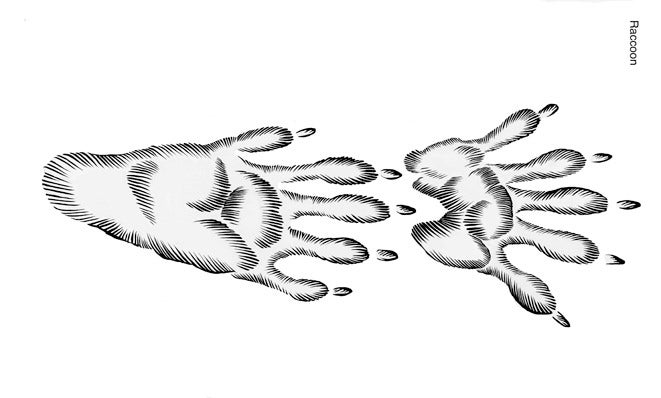 Illustration of raccoon tracks