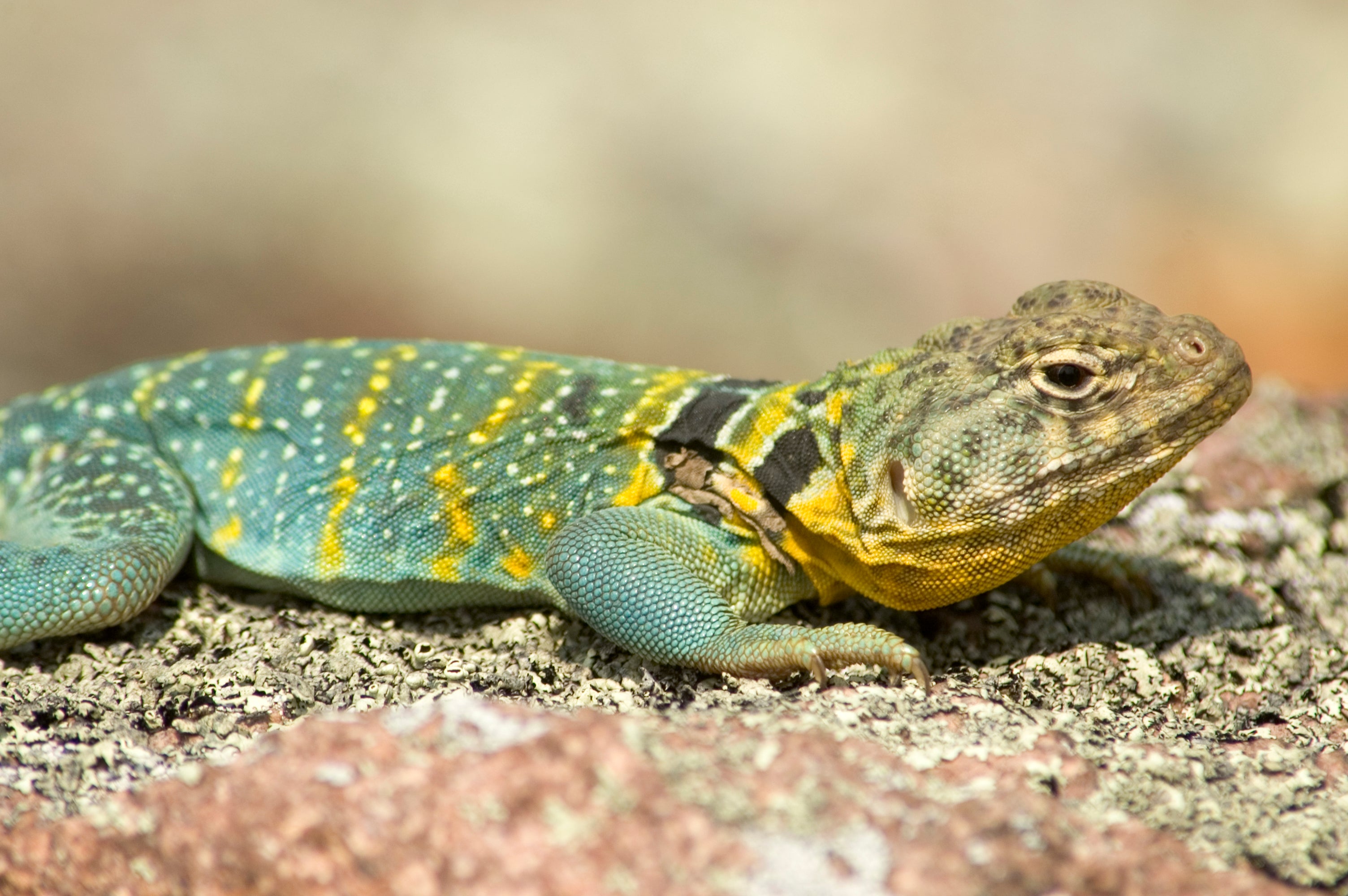 image of Eastern Collared Lizard