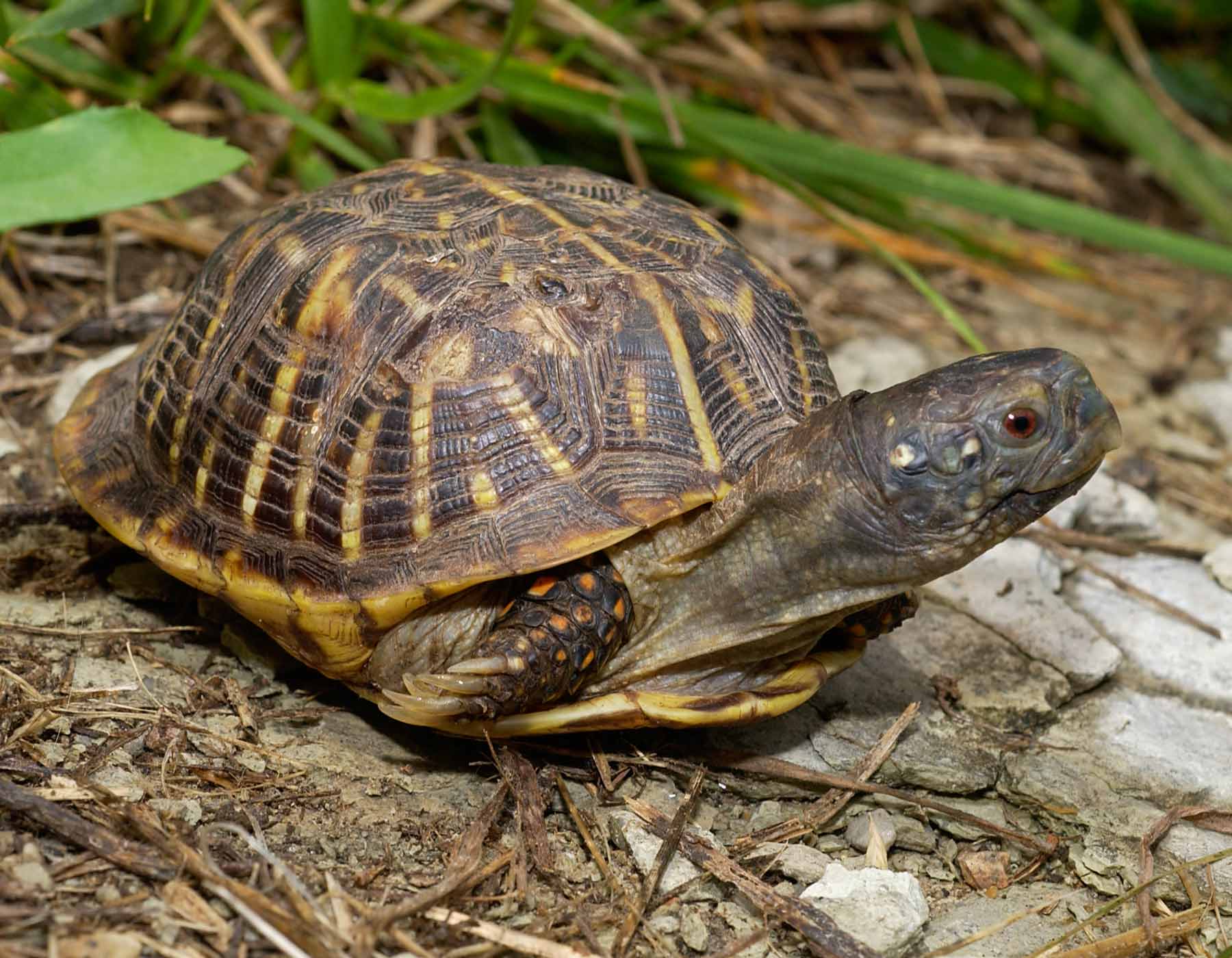 Photo of an ornate box turtle with its arms drawn in.