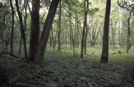 Bottomland forest