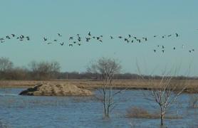 Geese flying over Shawnee Trail CA