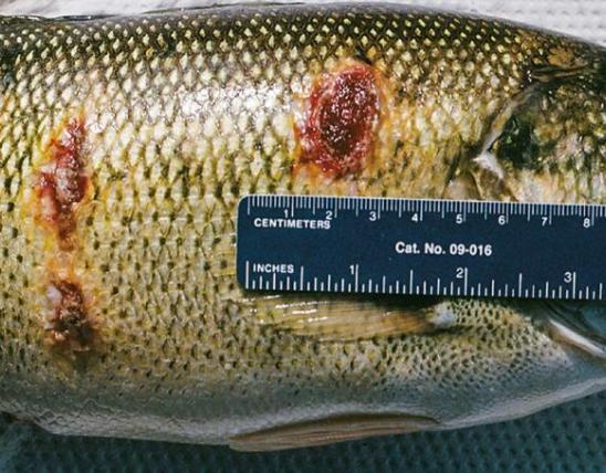 Ulcers on the skin of a fish