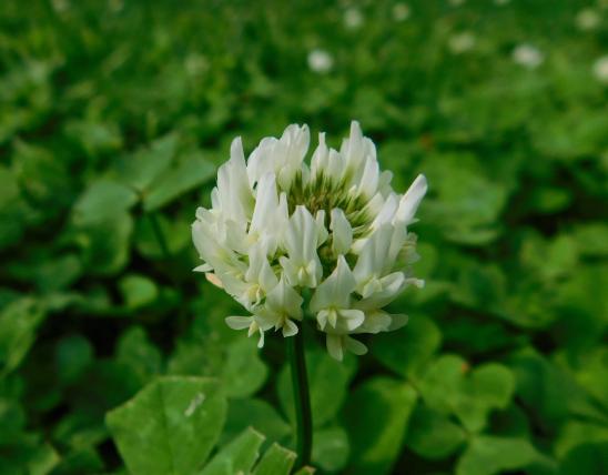White clover flowerhead blooming against a background of clover foliage