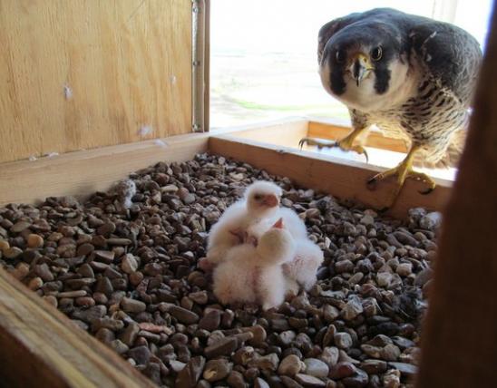 Peregrine falcon and chicks in nesting box