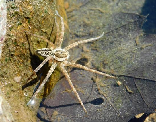 Striped fishing spider resting on the edge of the Bourbeuse River, Tea Access, Gasconade County