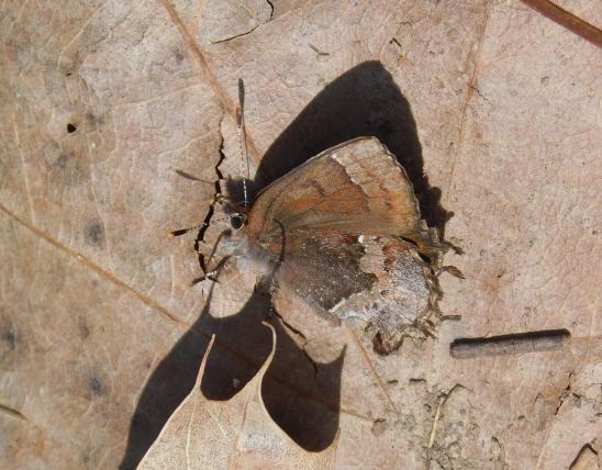 Henry's elfin butterfly resting on an oak leaf at Smith Conservation Area