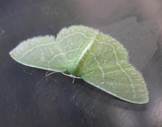 Wavy-lined emerald moth resting on an acrylic surface, viewed obliquely showing head