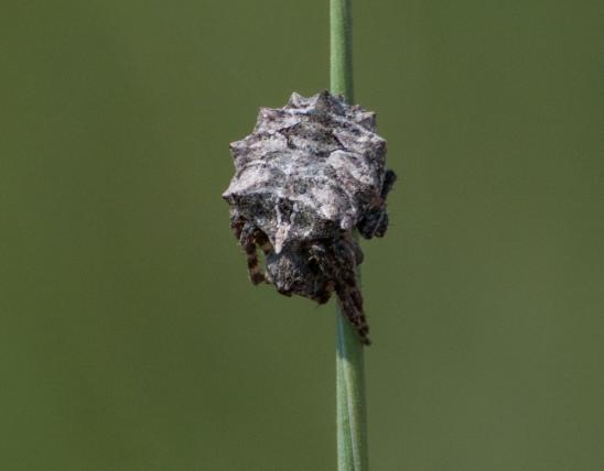 Starbellied orbweaver female clinging to a grass stalk