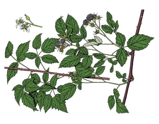Illustration of black raspberry leaves, flowers, fruits