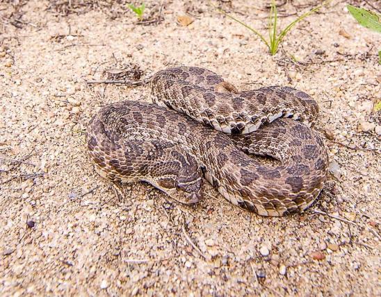 Dusty hog-nosed snake curled on a sand prairie