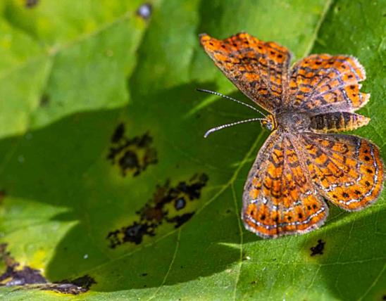 Speckled Butterfly