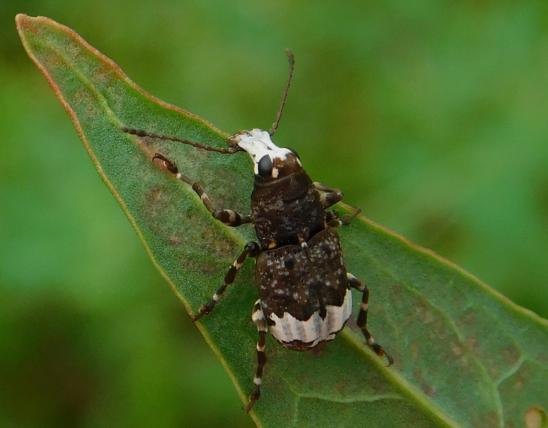 A fungus weevil, probably Eurymycter tricarinatus, perched on a leaf