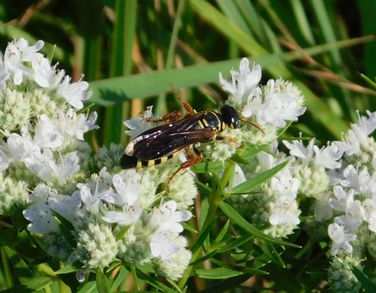 Female five-banded thynnid wasp taking nectar on mountain mint flowers in a prairie